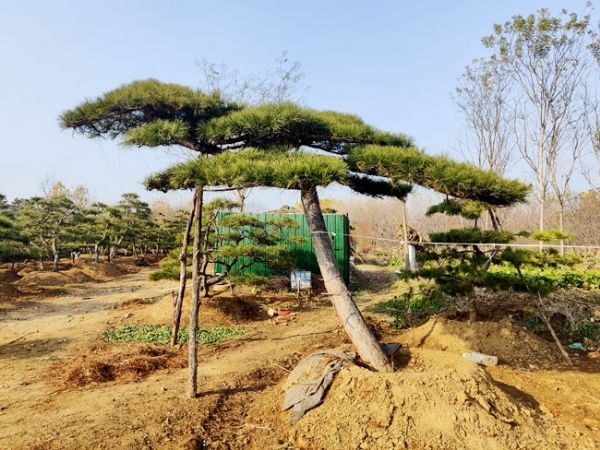 造型松移栽的時候?qū)ν寥烙泻我螅?><h4>造型松移栽的時候?qū)ν寥烙泻我螅?/a></h4><em>? ? ? ? 造型松移栽的時候?qū)ν寥烙泻我螅渴遣皇鞘裁赐寥蓝歼m合栽種造型松呢？濟(jì)南市鋼城區(qū)付雷農(nóng)作物種植專業(yè)合作社造型松基地認(rèn)為，造型松并沒有很高的土壤要求</em> <span> &nbsp;2023/2/10</span></li><li><img src=upfile/images/2023/02/10/small4_16760431047191862.jpg   width=